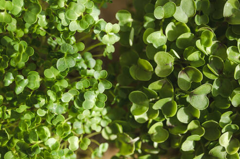 Frische Blätter von Microgreens an einem sonnigen Tag - ALKF00371