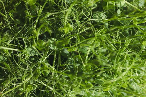 Fresh green leaves of microgreens - ALKF00372
