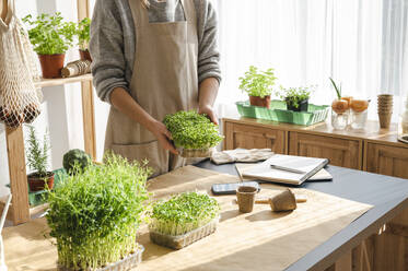 Woman holding container with microgreens near table at home - ALKF00374