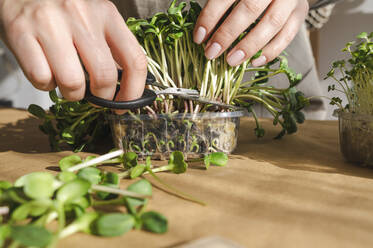 Frau schneidet Microgreens mit einer Schere - ALKF00380