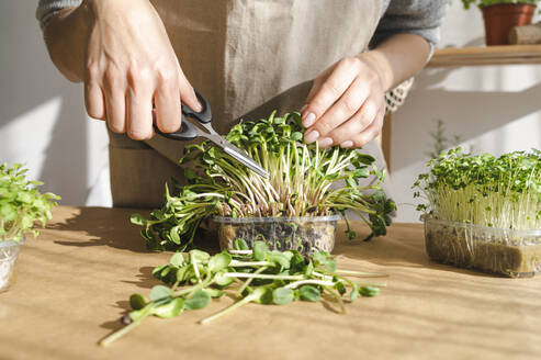 Woman examining sunflower sprouts in container - ALKF00382