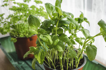 Fresh green leaves of basil plant at home - ALKF00391