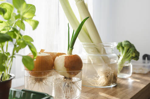 Nachgezüchtete Zwiebeln in einem Glas Wasser zu Hause - ALKF00392