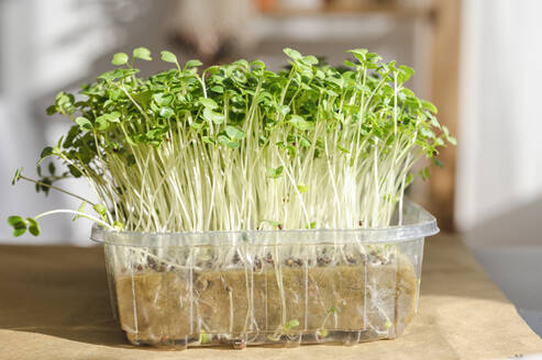 Fragile microgreens growing in container - ALKF00395
