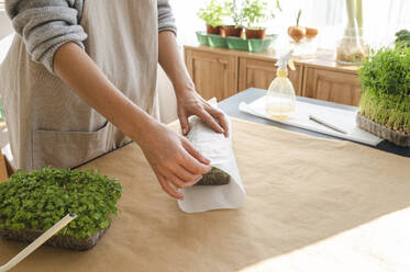 Woman packing microgreens for sale at home - ALKF00399