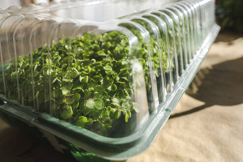 Packed plastic container with microgreens - ALKF00401