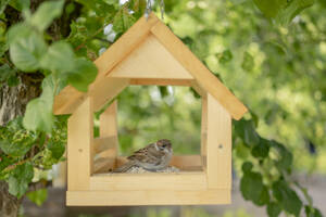 Sparrow sitting in birdhouse hanging on tree - ANAF01649