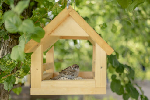 Sparrow sitting in birdhouse hanging on tree - ANAF01649