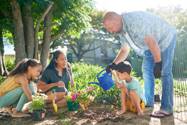 Family planting and watering flowers in sunny summer garden - CAIF33930