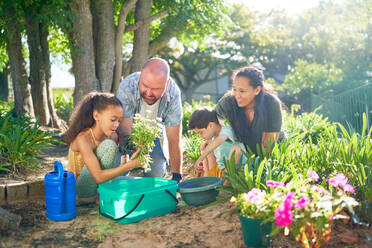 Happy family planting flowers in sunny summer garden - CAIF33934