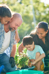 Happy family planting flowers in sunny garden - CAIF33935