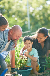 Happy boy with Down Syndrome planting flowers with family in garden - CAIF33936