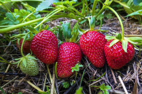 Red ripe strawberries growing in garden - NDF01558