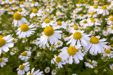 Chamomiles blooming in springtime meadow - NDF01559