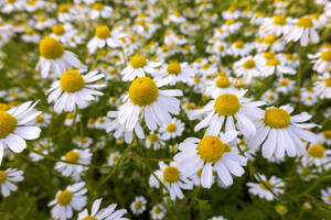 Blühende Kamille auf der Frühlingswiese - NDF01559