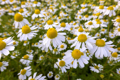 Blühende Kamille auf der Frühlingswiese - NDF01559