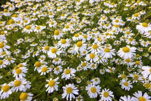 Blühende Kamille auf der Frühlingswiese - NDF01560