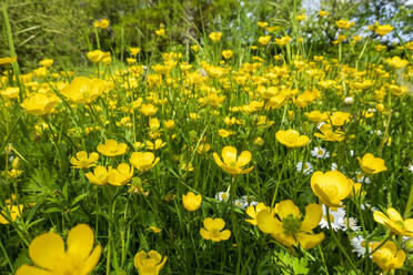 Buttercups blooming in springtime meadow - NDF01561