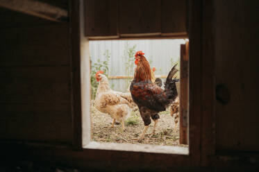 Hühner in der Viehzucht durch ein Fenster gesehen - ANAF01667