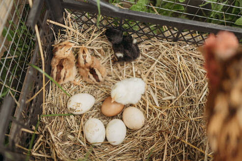 Chicken and chicks with eggs on hay in crate - ANAF01668