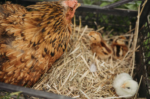 Chicken with chicks on hay in crate - ANAF01670