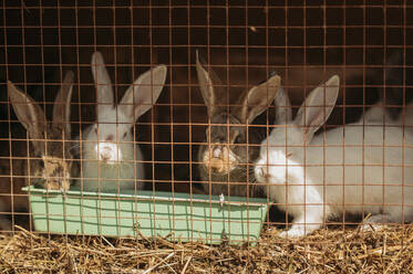 Kaninchen in einem Metallkäfig auf einem Bauernhof - ANAF01678