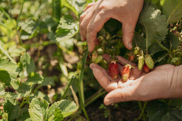 Hände eines Landwirts bei der Prüfung von Erdbeeren auf einem Bauernhof an einem sonnigen Tag - ANAF01679