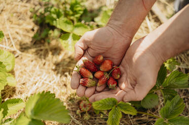 Landwirt hält frische Erdbeeren in den Händen auf dem Bauernhof - ANAF01680