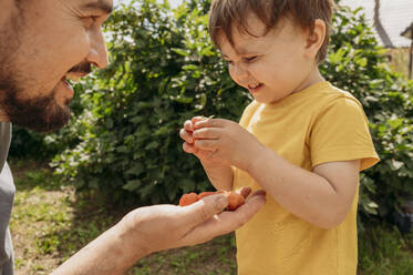 Vater bietet seinem Sohn im Garten Erdbeeren an - ANAF01681