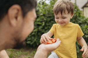 Lächelnder Sohn nimmt Erdbeeren vom Vater im Garten - ANAF01682