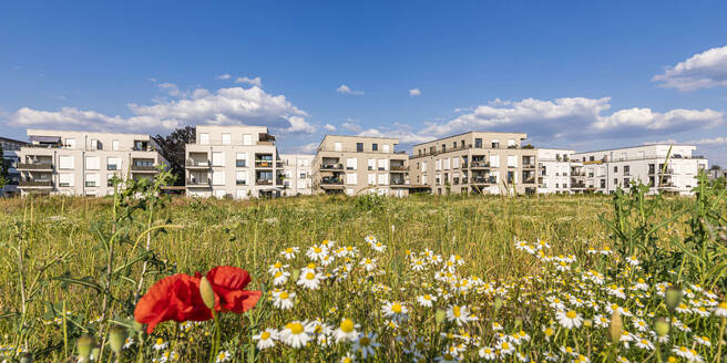 Germany, Baden-Wurttemberg, Fellbach, Springtime meadow in front of suburban apartments - WDF07320