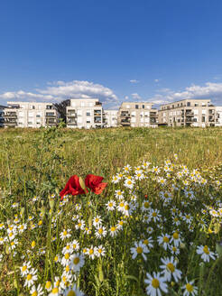 Germany, Baden-Wurttemberg, Fellbach, Springtime meadow in front of suburban apartments - WDF07321