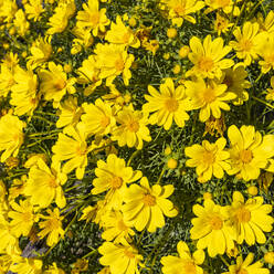 Close-up of bright yellow flowers in full bloom - TETF02005