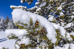 USA, Idaho, Sun Valley, Close-up of pine tree branch covered with snow - TETF02006