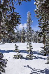 USA, Idaho, Sun Valley, Scenic view of mountains and forest in winter - TETF02008