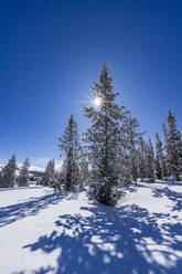 USA, Idaho, Sun Valley, Sun shining through fir tree covered with snow - TETF02009