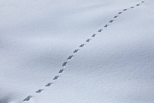 Pattern of animal tracks in snow - TETF02012