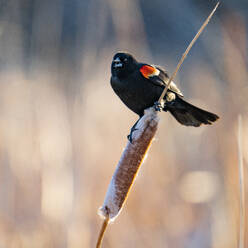 USA, Idaho, Bellevue, Red winged blackbird perching on cattail - TETF02024