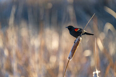 USA, Idaho, Bellevue, Red winged blackbird perching on cattail - TETF02025