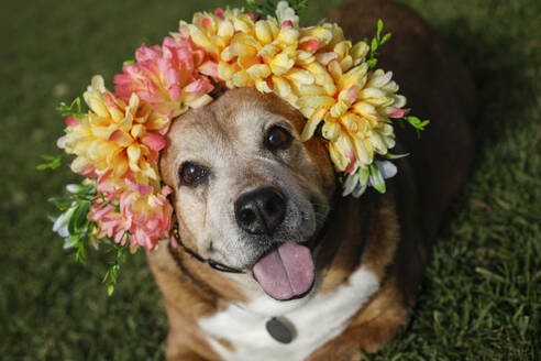 Portrait of dog wearing wreath - TETF02032