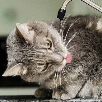Cat drinking water from tap in kitchen - TETF02033