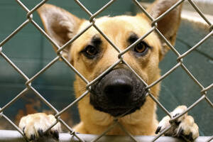 Abandoned dog in cage at animal shelter - TETF02034