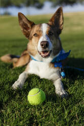 Portrait of smiling dog resting on grass with tennis ball - TETF02035