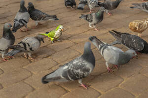 Parakeet among pigeons on cobblestone sidewalk - FSIF06320