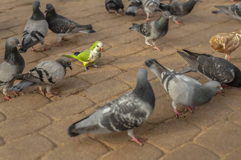 Parakeet among pigeons on cobblestone sidewalk - FSIF06320