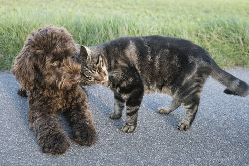 Cat cuddling, rubbing against Barbet puppy on sidewalk - FSIF06324
