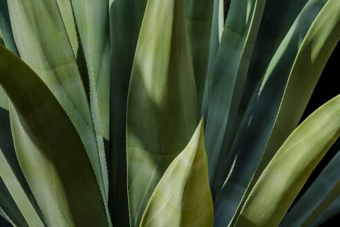USA, Arizona, Tucson, Close-up of agave plant - TETF02054