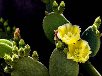 USA, Arizona, Tucson, Close-up of blooming prickly pear cactus - TETF02055