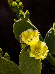 USA, Arizona, Tucson, Close-up of blooming prickly pear cactus - TETF02056