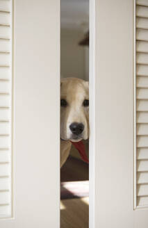 Labrador retriever puppy peeking through doors - TETF02062